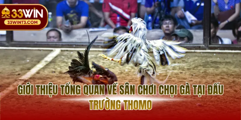 Giới thiệu tổng quan về sân chơi chọi gà tại đấu trường Thomo